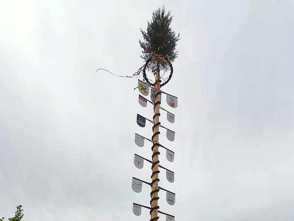Maibaum 2024