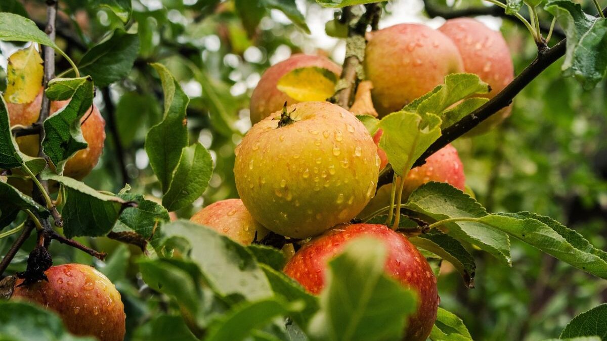 Gelbes Band: Obst ernten erlaubt – auch in Pleidelsheim