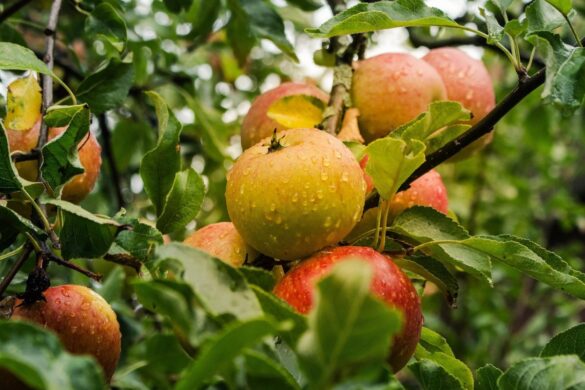 Äpfel am Apfelbaum