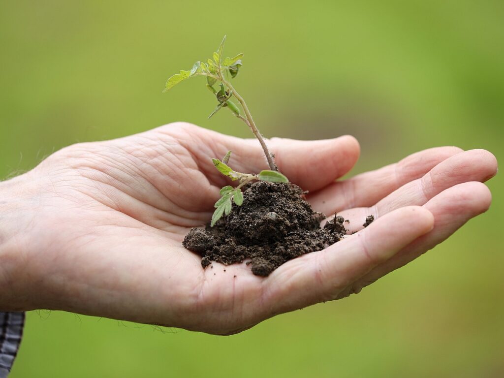 Pflanzentauschbörse Pleidelsheim
