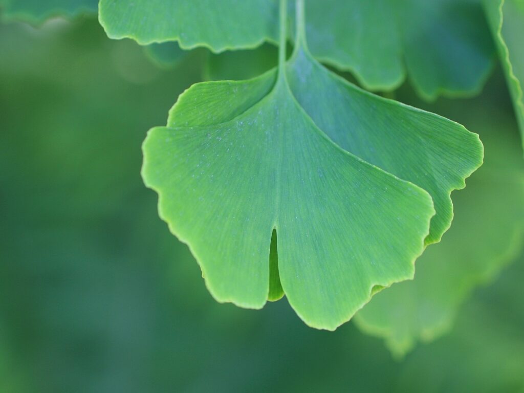 Tour Ginkgo Pleidelsheim